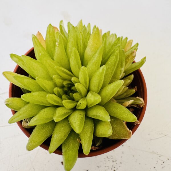 Haworthia kikuhigasa