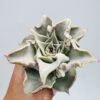 Echeveria madiba
