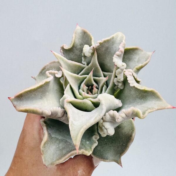 Echeveria madiba