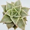 Echeveria madiba - Imagen 2