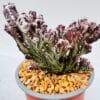 Monvillea spegazzinii cristata