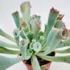 Echeveria trumpete pink