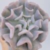 Echeveria cubic frost