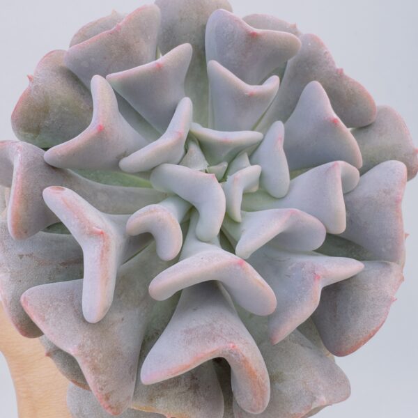 Echeveria cubic frost