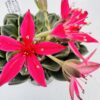 Graptopetalum tacitus bellus