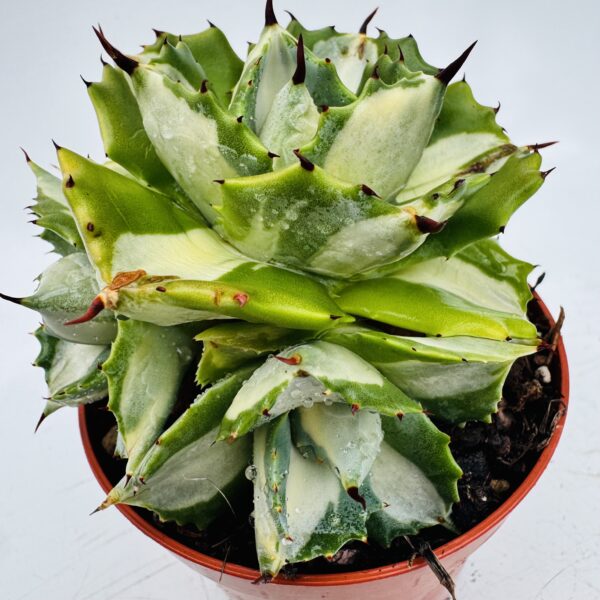 Agave potatorum shoji raijan variegata
