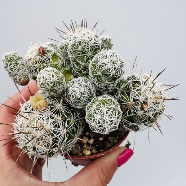 Mammillaria gracilis fragilis