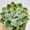 Echeveria simulans “Laguna Sánchez”