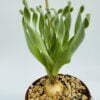 Albuca concordiana