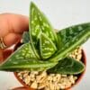 Aloe variegata