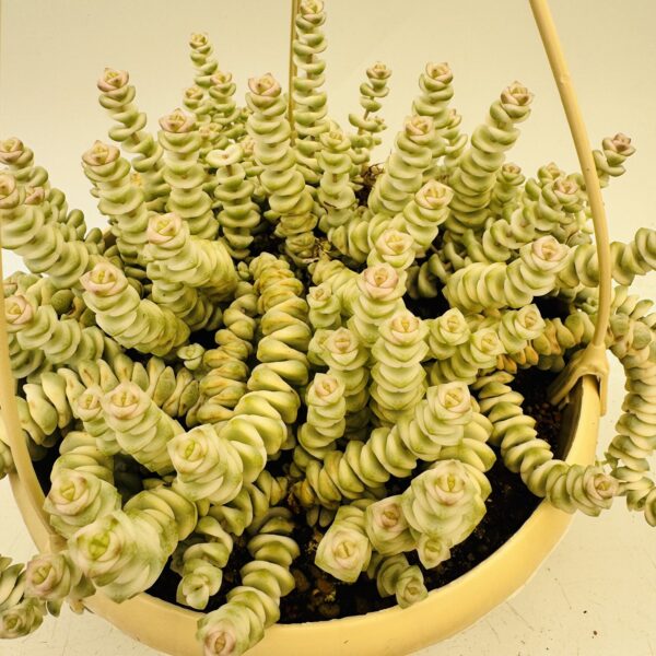 Crassula marnieriana hottentot variegata - Imagen 9