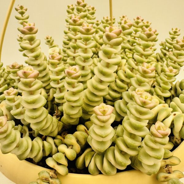 Crassula marnieriana hottentot variegata
