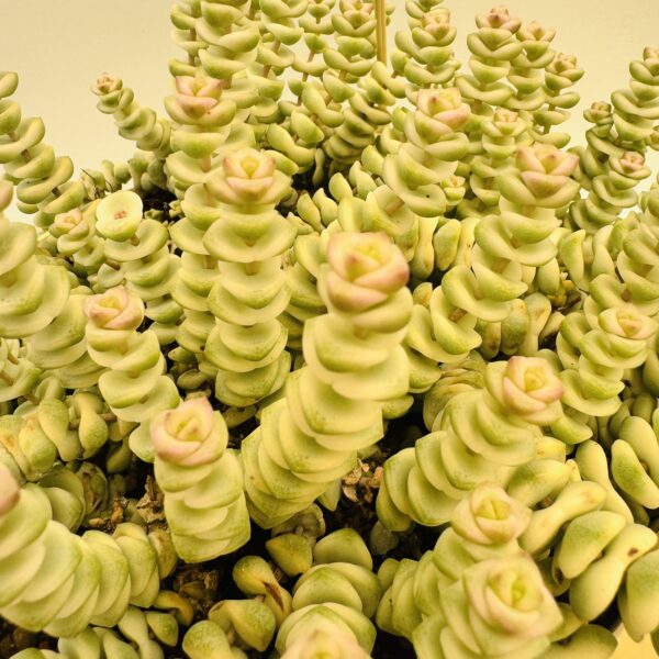 Crassula marnieriana hottentot variegata - Imagen 3