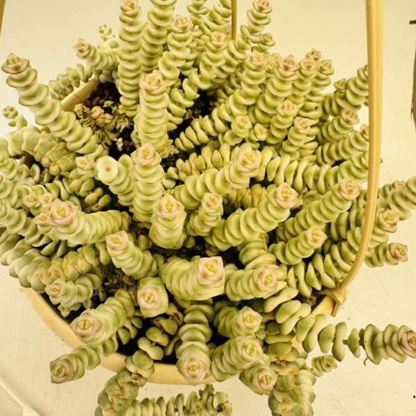 Crassula marnieriana hottentot variegata - Imagen 8
