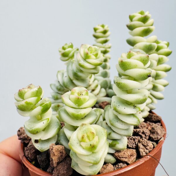 Crassula marnieriana hottentot variegata