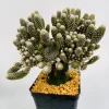 Maihueniopsis clavaroides albispina monstruosa