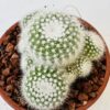 Notocactus scopa albispinus