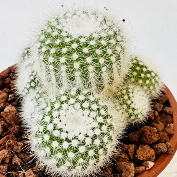 Notocactus scopa albispinus - Imagen 3
