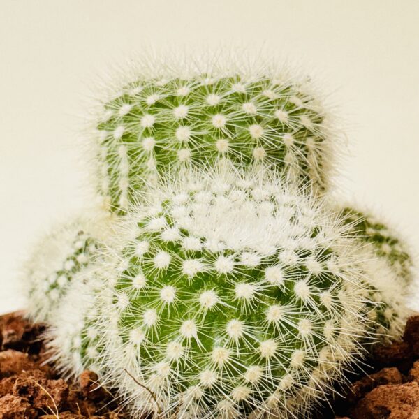 Notocactus scopa albispinus - Imagen 4