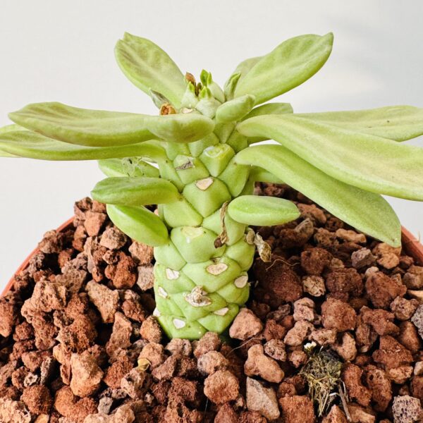 Euphorbia monadenium ritchiei