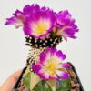 Mammillaria luethyi