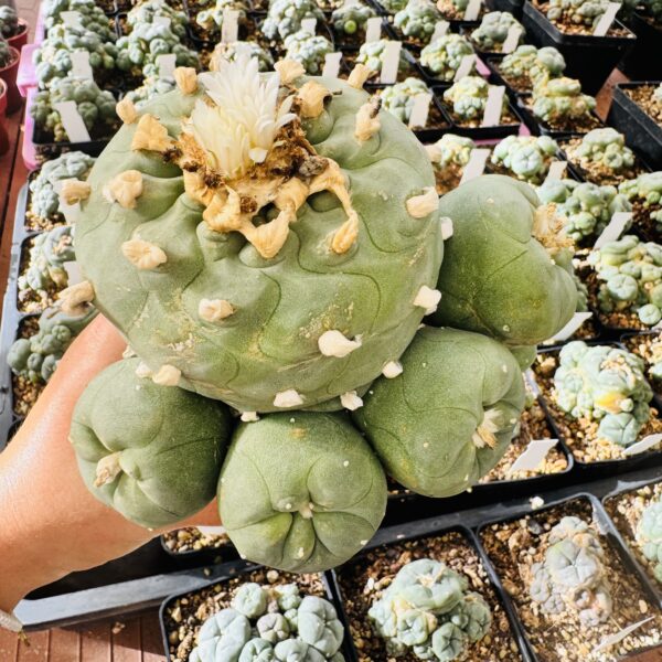 Lophophora diffusa