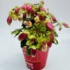 Kalanchoe dream bells