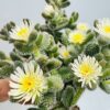 Delosperma echinatum