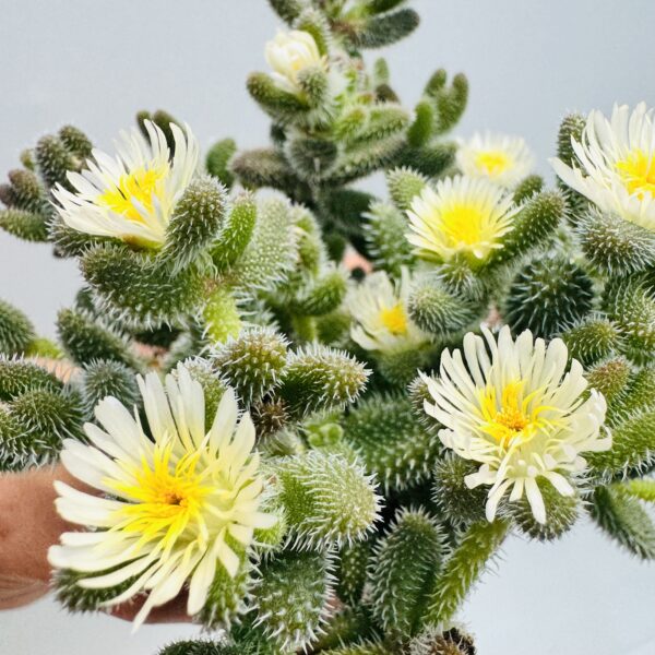Delosperma echinatum