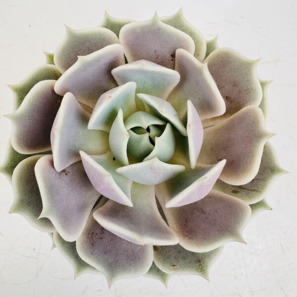 Echeveria lola