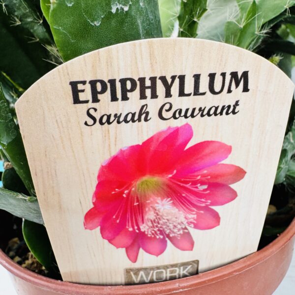 Epiphyllum Sarah Courant