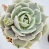 Echeveria lola