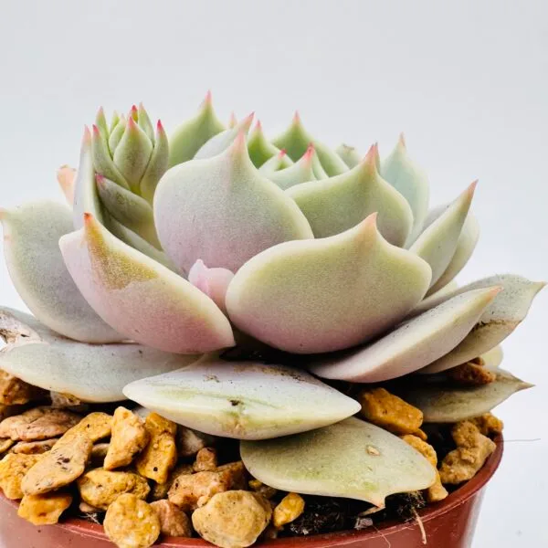Echeveria lola - Imagen 3
