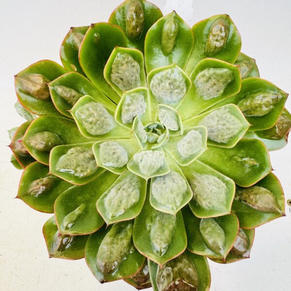 Echeveria raindrops