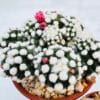 Mammillaria oruga