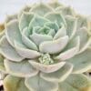 Echeveria elegant