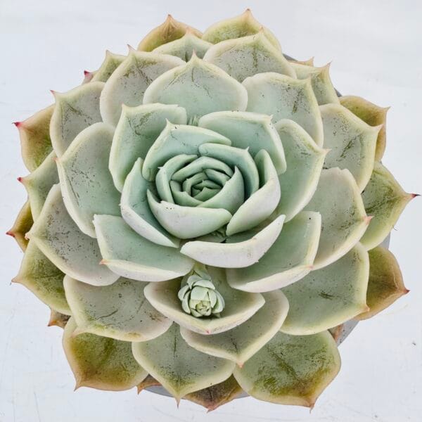 Echeveria elegant - Imagen 5