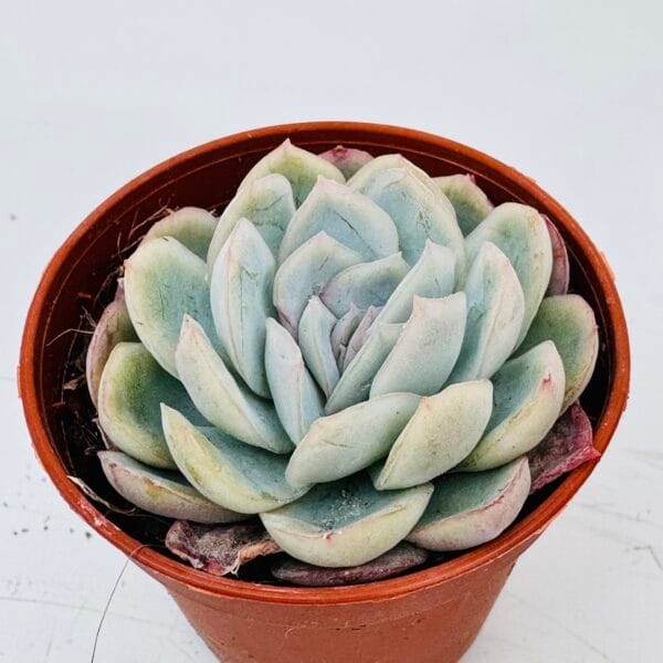 Echeveria elegant - Imagen 4
