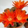 Rebutia heliosa var condorensis