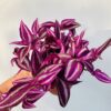 Tradescantia pink paradise