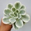 Echeveria lemon rose