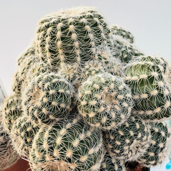 Gymnocalycium bruchii var niveum - Image 6