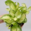 Hoya australis variegata "flor de cera"