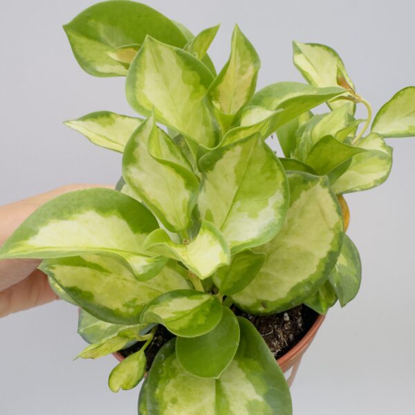 Hoya australis variegata "flor de cera"