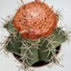 Melocactus matanzanus