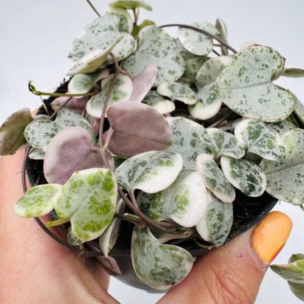 "Collar de corazones" Ceropegia woodii variegata - Imagen 3