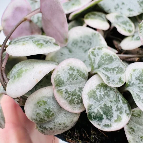 "Collar de corazones" Ceropegia woodii variegata - Imagen 2
