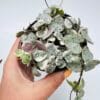 "Collar de corazones" Ceropegia woodii variegata