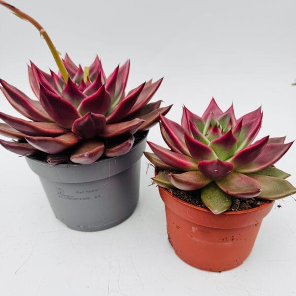 Echeveria antares - Imagen 3