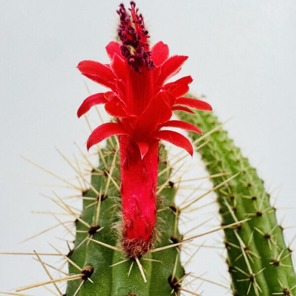 Cleistocactus samaipatanus